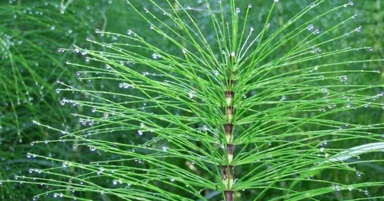 ATKUYRUĞU-KIRKKİLİT BİTKİSİ