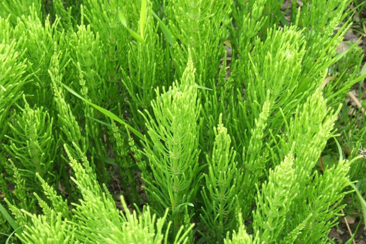 ATKUYRUĞU-KIRKKİLİT BİTKİSİ