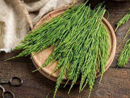 Safra Kesesi Taşına Karşı;